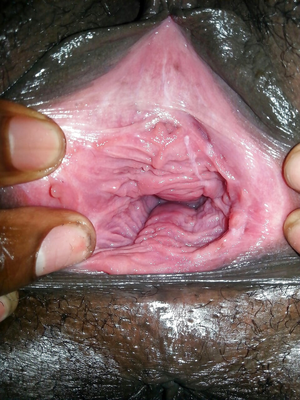 Gerbil inside vagina