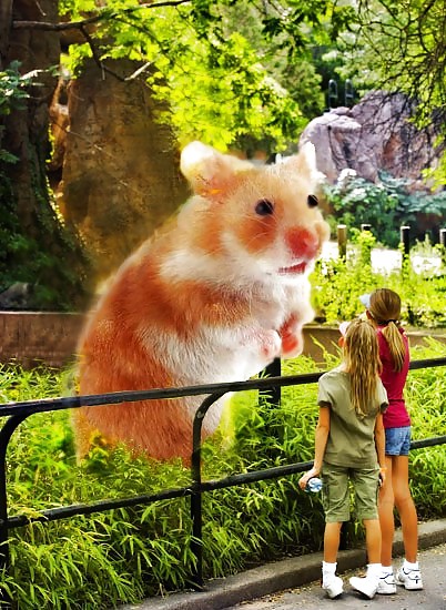 Sex Hamster-Fun image
