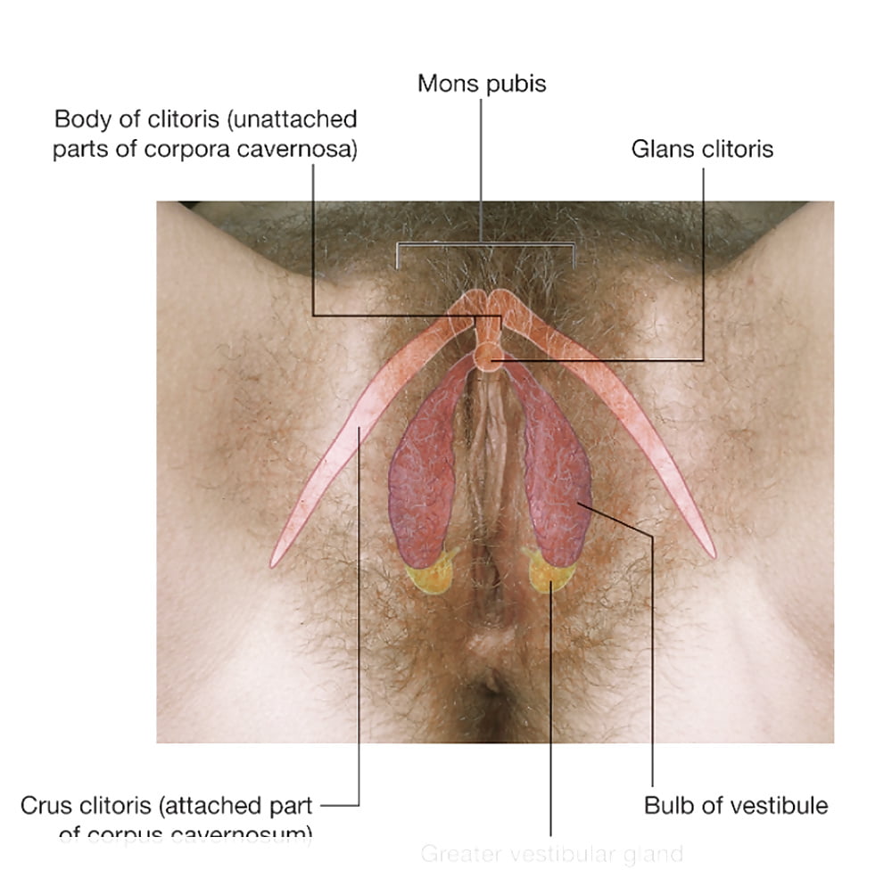 Anatomic study of the clitoris and the bulbo-clitoral organ by vincent mari...