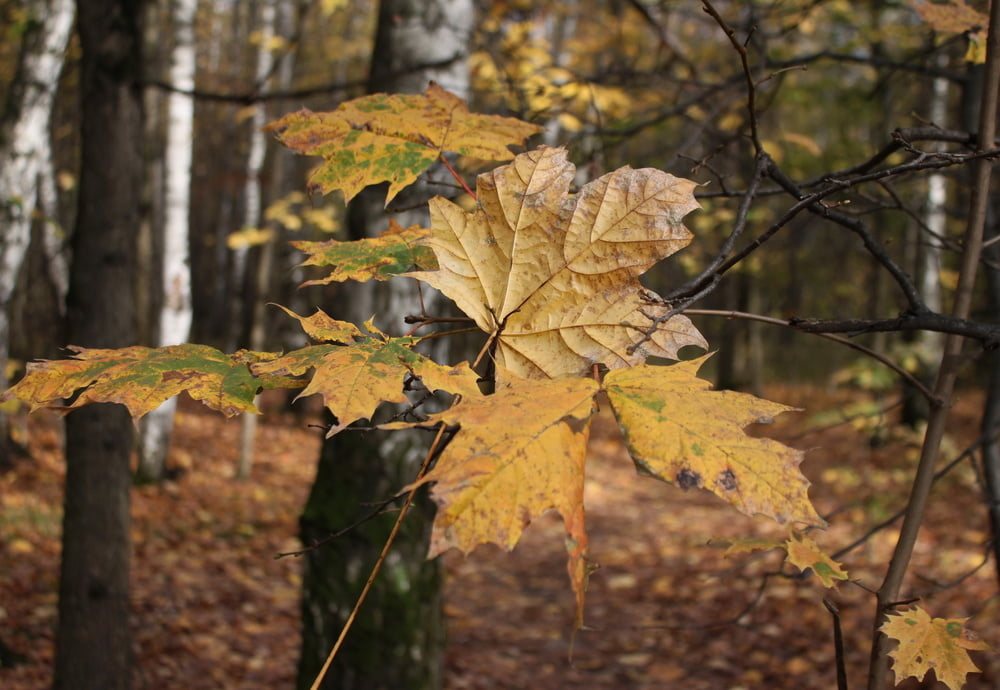 Autumn park - 32 Photos 