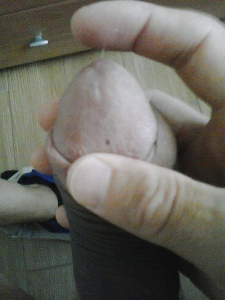 Sex GUARDATE DONNE IL MIO CAZZO IN GUSTO SENTITELO NELLA FIGA image