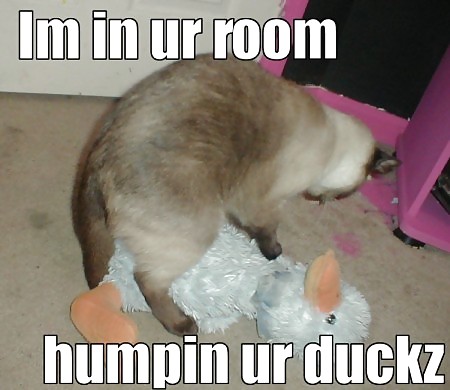 Sex lol pics :D image