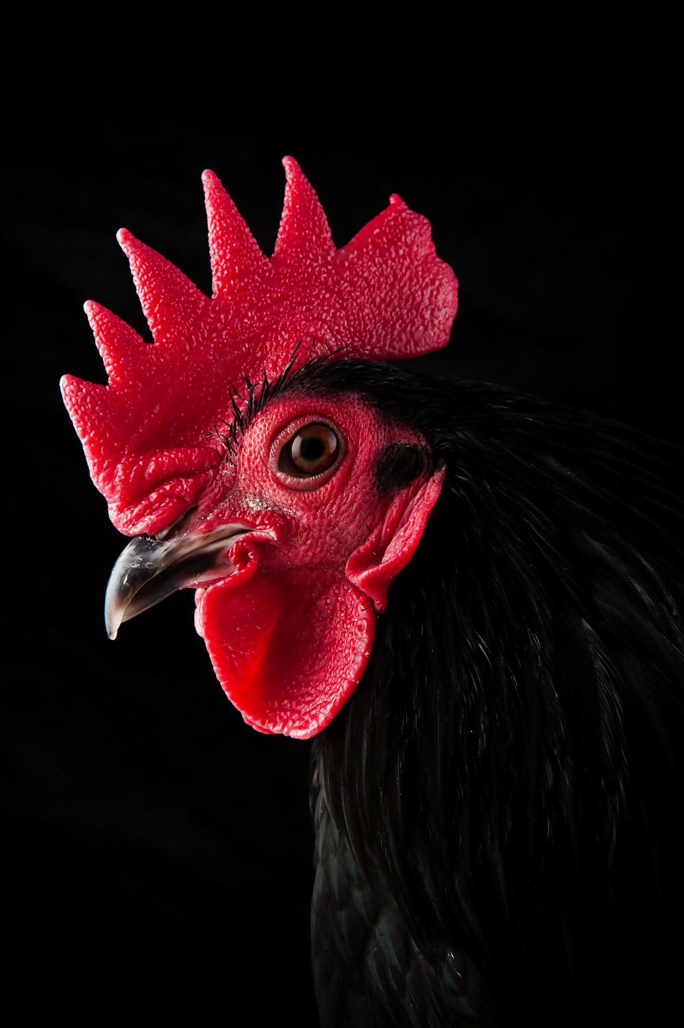 Sex Black Cock image