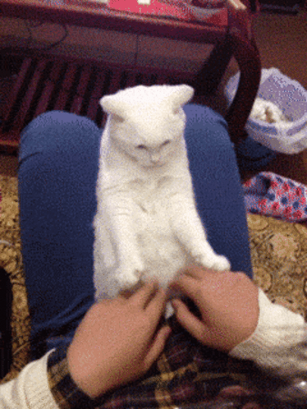 619_450.gif