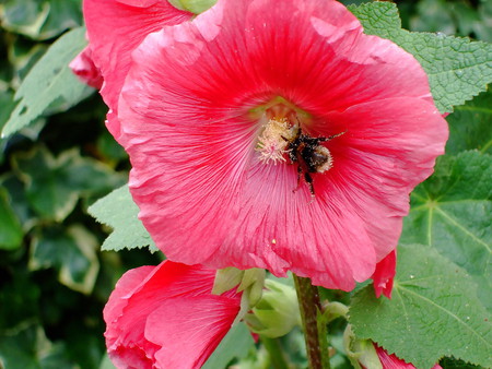 flower with a bee