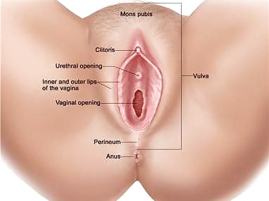 Sex La Vagina de Diana Fuentes Neily Karo image