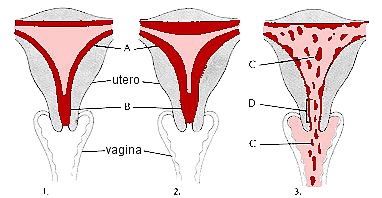 Sex Vagina de Diana Fuentes image