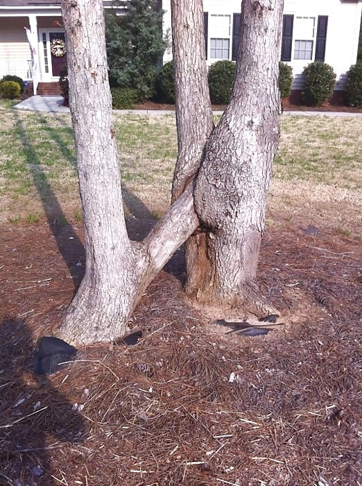 Sex tree porn image